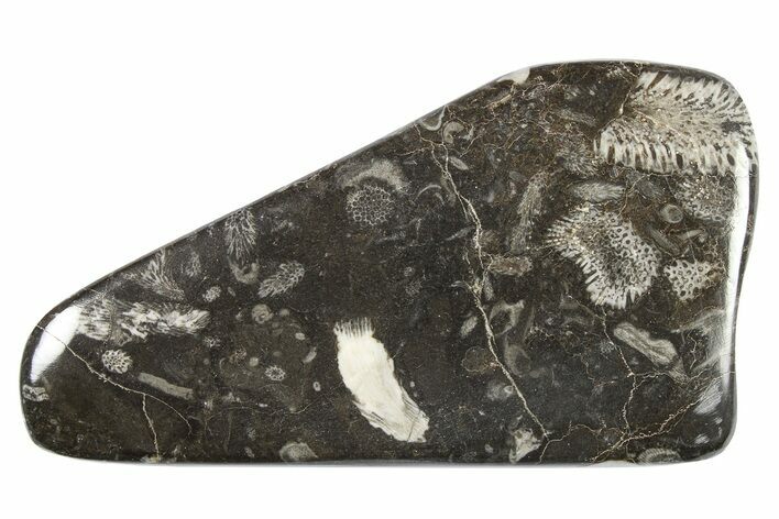 Polished Devonian Fossil Coral and Bryozoan Plate - Morocco #273115